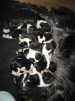 post-399-0-37310700-1461998855_thumb.jpe