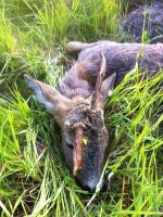 post-1746-0-54008400-1305970009_thumb.jp