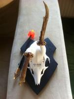 post-1746-0-55085700-1305970026_thumb.jp