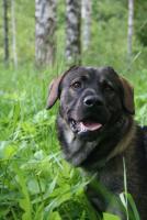 post-2426-0-63428500-1306659763_thumb.jp