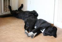 post-2573-0-26884800-1306688923_thumb.jp