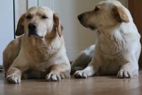 post-2573-0-53941400-1306696910_thumb.jp