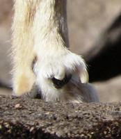 post-59-0-07833700-1306359752_thumb.jpg