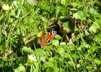 post-10445-0-62828300-1336254955_thumb.j