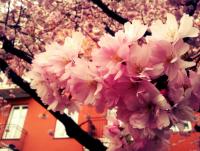 post-2578-0-78313400-1335942283_thumb.jp