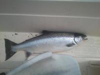 post-6289-0-79600000-1338132018_thumb.jp