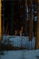 post-7649-0-04984500-1336340470_thumb.jp