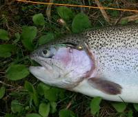 post-11533-0-90873700-1368439211_thumb.j