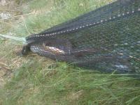 post-4850-0-50237900-1369063592_thumb.jp