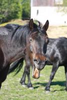 post-5858-0-70343300-1369585250_thumb.jp