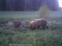 post-5858-0-76793000-1369584023_thumb.jp