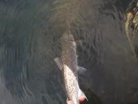 post-6127-0-50839400-1368523817_thumb.jp