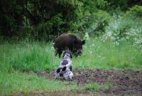 post-16887-0-12050400-1462507878_thumb.j