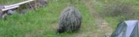 post-2515-1246390424_thumb.jpg