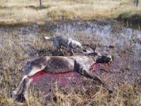 post-1198-0-74194600-1340863058_thumb.jp