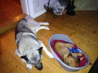 post-11331-0-81431500-1371818385_thumb.j