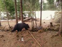 post-12169-0-81405700-1370374498_thumb.j