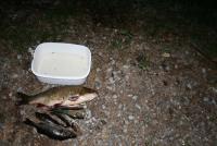 post-6378-0-39775900-1370195321_thumb.jp