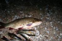 post-6378-0-95258000-1370195134_thumb.jp