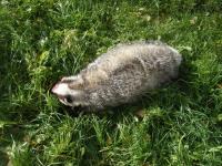 post-4401-0-18389100-1404161002_thumb.jp