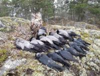 post-5975-0-16513900-1402078806_thumb.jp