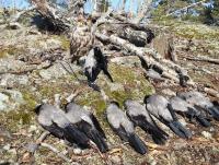 post-5975-0-44079900-1404058284_thumb.jp