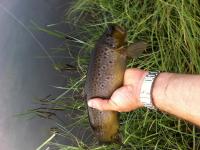 post-5962-0-55727500-1341141407_thumb.jp