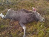 post-6466-0-89575400-1342864106_thumb.jp