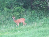 post-10839-0-73135700-1373652714_thumb.j