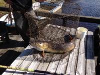 post-14501-0-38926500-1372948434_thumb.j