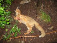 post-10839-0-49754200-1404806178_thumb.j