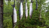 post-1234-0-85977900-1405170507_thumb.jp