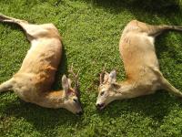 post-1561-0-46883900-1313486642_thumb.jp