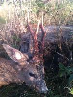 post-2287-0-94884600-1313477011_thumb.jp