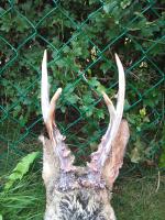 post-4759-0-31140000-1313669761_thumb.jp