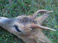 post-4850-0-94303200-1313501491_thumb.jp