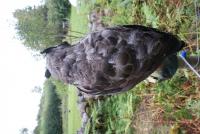 post-5409-0-84975400-1314192544_thumb.jp