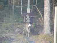 post-6209-0-18555500-1313439632_thumb.jp