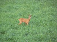 post-6209-0-95932500-1313437119_thumb.jp