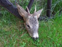 post-6643-0-40335200-1313752171_thumb.jp