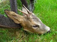 post-6643-0-43661500-1313752075_thumb.jp