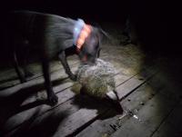 post-9336-0-72729600-1312967259_thumb.jp