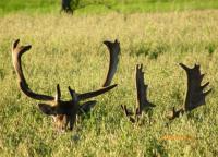 post-10445-0-01612200-1346440339_thumb.j