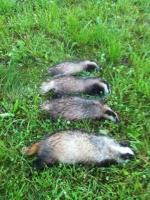 post-1537-0-91455200-1344372423_thumb.jp