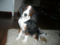 post-1588-0-33508600-1344366422_thumb.jp