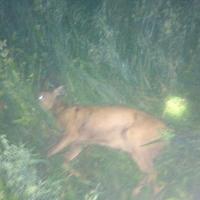 post-2815-0-92512100-1345206608_thumb.jp