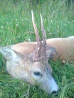 post-6209-0-37902700-1345208302_thumb.jp