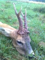 post-6209-0-66755700-1345279651_thumb.jp