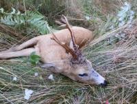 post-6643-0-83886000-1345375909_thumb.jp