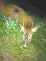 post-9181-0-59128400-1346151113_thumb.jp